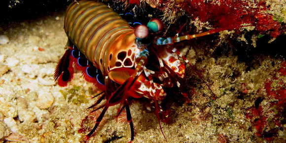 Phuket Dive Guide boxer shrimp