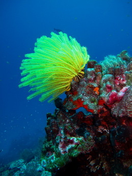 Phuket Dive Guide colorful fan