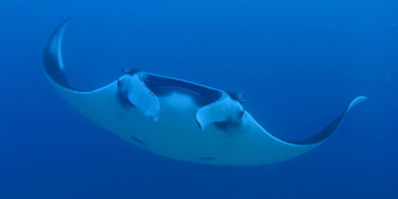 Phuket Dive Guide Manta ray 