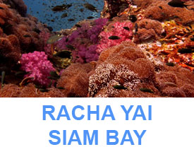 Phuket Dive Guide Racha yai siam bay dive site