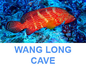 Phuket Dive Guide phi phi islands wang long cave dive site