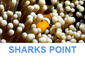 Phuket Dive Guide : Sharks point