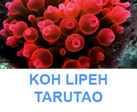 Phuket Dive Guide : Koh Lipeh Tarutao