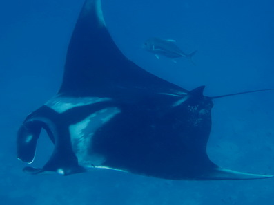 Phuket Dive Guide : Manta ray