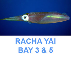 Phuket Dive Guide Racha Yai bay 3 &4 & 5