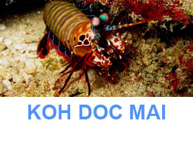 Phuket Dive Guide : Koh Doc Mai