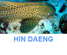 Phuket Dive Guide : Hin Daeng