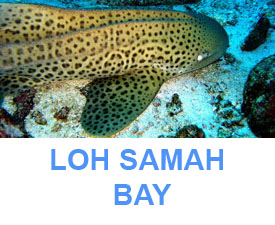 Phuket Dive guide phi Phi islands Loh Samah Bay dive site