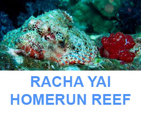 Phuket Dive Guide Racha yai homerun reef dive site
