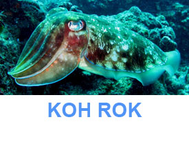 Phuket Dive Guide : Koh Rok
