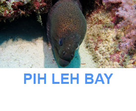 Phuket Dive Guide Phi phi islands Pih Leh bay dive site