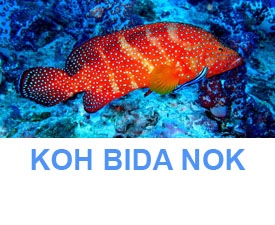 Phuket Dive Guide : Koh Bida Nok