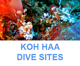 Phuket dive sites guide Koh Haa dive sites