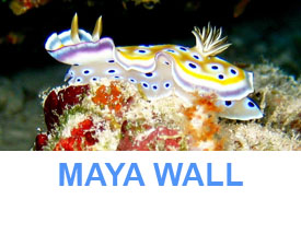 Phuket Dive Guide phi phi islands maya wall dive site