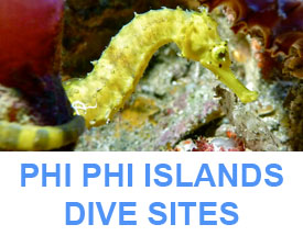 Phuket dive guide all the Phi Phi islands dive sites